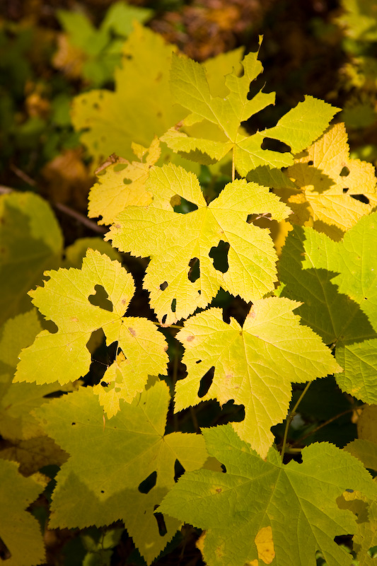 Autumn Maple Leaves